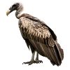 Geier