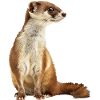 Wiesel
