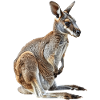 Wallaby