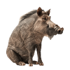 Warzenschwein