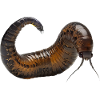 Wurm
