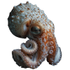 Tintenfisch