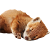 Hermelin