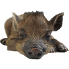 Warzenschwein