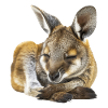 Wallaby