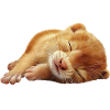 Wiesel