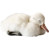 Schwan