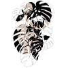 MONSTERA