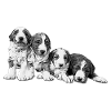 four puppies