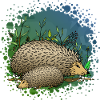 Hedgehogs
