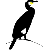 Kormoran