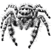 Jumping spider