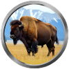 Bison