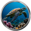 Sea Turtle - 4