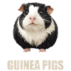 Meerschweinchen