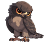 falcon falcon
