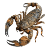 Skorpion
