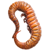 Wurm