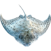 Stachelrochen