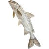 Tarpon