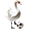 Schwan