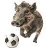 Warzenschwein