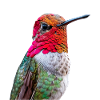 Kolibri