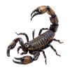 Skorpion
