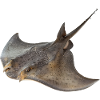 Stachelrochen