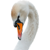 Schwan