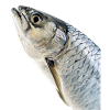 Tarpon