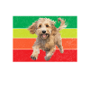 Cockapoo Gifts