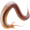 Wurm