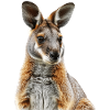 Wallaby