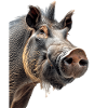 Warzenschwein