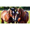 Cheval love 20241231 143142 0000