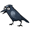 Crow attitude