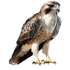 Falcon Falcon