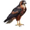Falcon Falcon