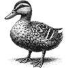 Duck