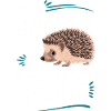 hérisson animal épineux hérisson