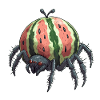 Melon Spider
