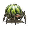 Melone Spinne