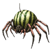 Araignée melon