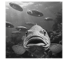 Tarpon