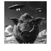Warzenschwein