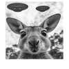 Wallaby