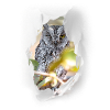 Owl knows