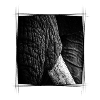 Elephant Close Up
