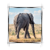 Elephant Walk